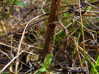 Lactuca serriola