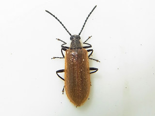 Lagria atripes