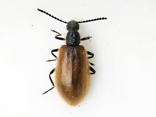 Lagria hirta