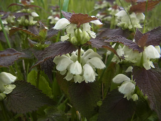 Lamium album