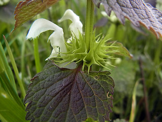 Lamium album