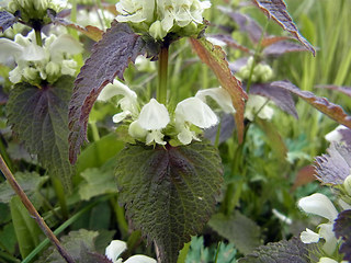 Lamium album