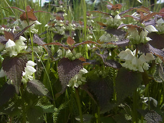 Lamium album