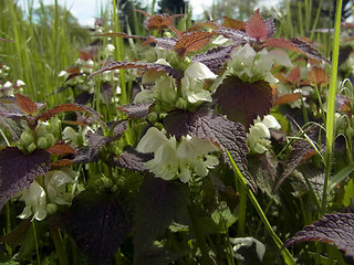 Lamium album