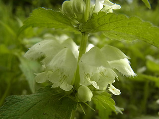 Lamium album