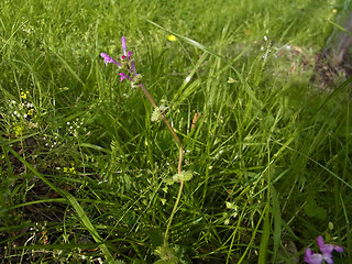 Lamium amplexicaule