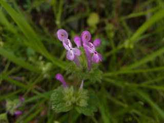 Lamium amplexicaule