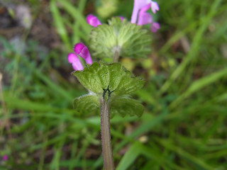 Lamium amplexicaule