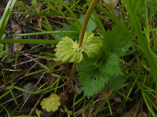 Lamium amplexicaule