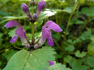 Lamium maculatum