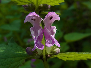 Lamium maculatum