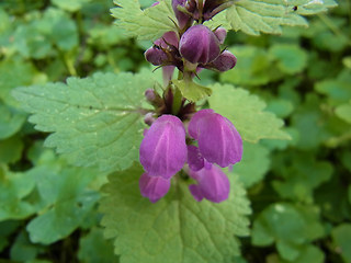 Lamium maculatum