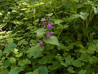 Lamium maculatum