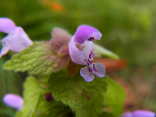 Lamium purpureum