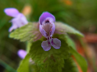 Lamium purpureum