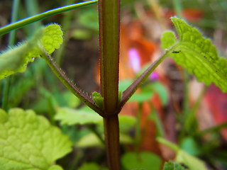 Lamium purpureum