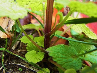 Lamium purpureum