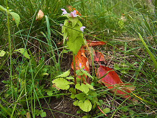 Lamium purpureum