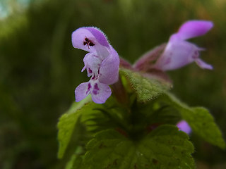 Lamium purpureum