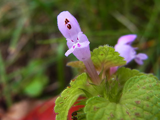 Lamium purpureum