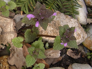 Lamium purpureum