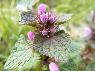 Lamium purpureum