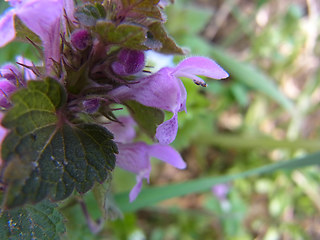 Lamium purpureum