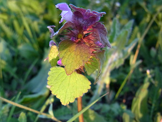 Lamium purpureum