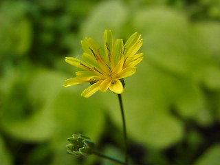 Lapsana communis ssp. communis