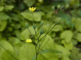 Lapsana communis ssp. communis