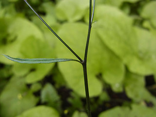 Lapsana communis ssp. communis