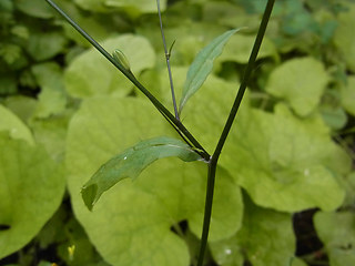 Lapsana communis ssp. communis