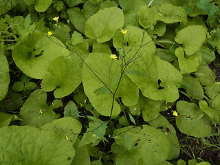 Lapsana communis ssp. communis