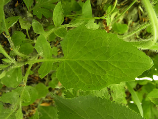 Lapsana communis ssp. communis