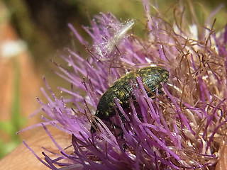 Larinus turbinatus