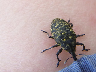 Larinus turbinatus