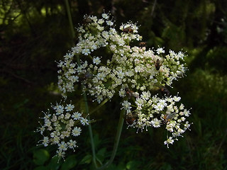 Laserpitium latifolium