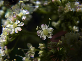 Laserpitium latifolium