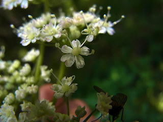 Laserpitium latifolium