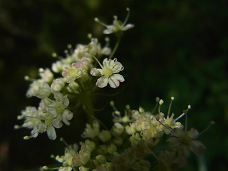 Laserpitium latifolium