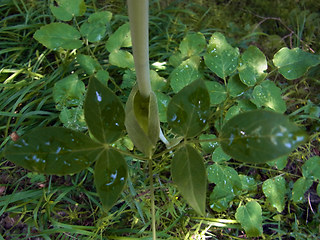 Laserpitium latifolium