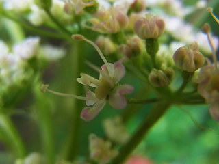 Laserpitium latifolium