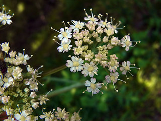 Laserpitium latifolium