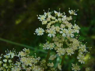 Laserpitium latifolium