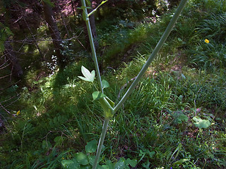 Laserpitium latifolium