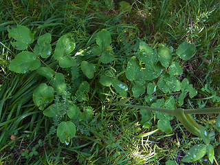 Laserpitium latifolium