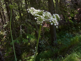 Laserpitium latifolium