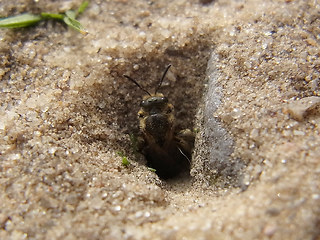 Lasioglossum malachurum