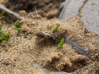 Lasioglossum malachurum