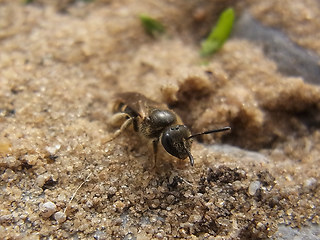 Lasioglossum malachurum